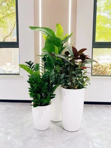 海曙花卉租摆公司