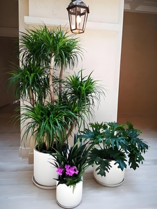 余姚绿植租摆设计 余姚绿植租摆设计